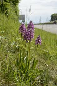 Attēlu rezultāti vaicājumam “Orchis militaris leaf”