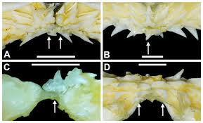 Image result for Rhizoprionodon terraenovae