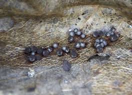 Attēlu rezultāti vaicājumam “Lycogala ustulatum sessile”