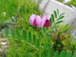 Attēlu rezultāti vaicājumam “Vicia”