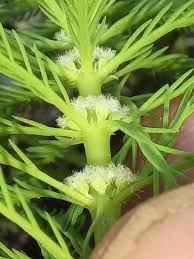 「粉綠狐尾藻」的圖片搜尋結果