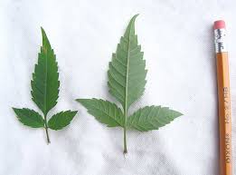 Attēlu rezultāti vaicājumam “Bidens frondosa leaf”