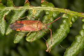 Attēlu rezultāti vaicājumam “Pantilius tunicatus”