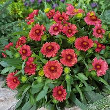 Image result for Gaillardia