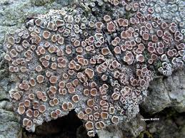 Attēlu rezultāti vaicājumam “Lecanora allophana”