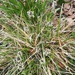 Attēlu rezultāti vaicājumam “Sesleria caerulea leaf”