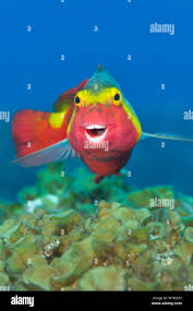 Image result for Sparisoma axillare