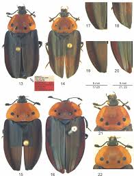 Attēlu rezultāti vaicājumam “Silpha sp.”