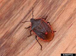 Attēlu rezultāti vaicājumam “Chlorochroa juniperina imago”