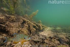 Image result for Lepomis gibbosus