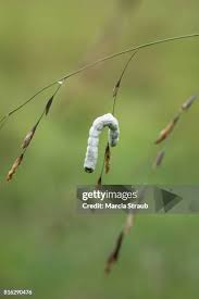 Attēlu rezultāti vaicājumam “Arctia caja larva”