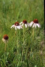 Image result for Echinacea angustifolia