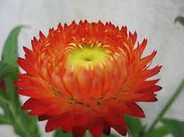 Image result for Helichrysum lindleyii