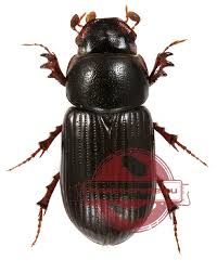 Attēlu rezultāti vaicājumam “Aphodius sp.”