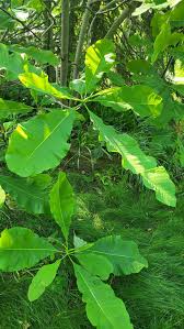 Attēlu rezultāti vaicājumam “Magnolia acuminata leaf”