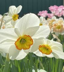 Attēlu rezultāti vaicājumam “Narcissus”