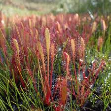 Attēlu rezultāti vaicājumam “Drosera anglica”
