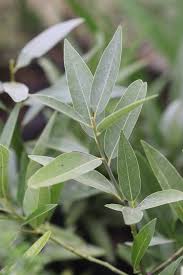 Image result for Leaves Green Bowmen