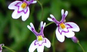 Image result for Utricularia