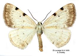 Attēlu rezultāti vaicājumam “Lomographa bimaculata”