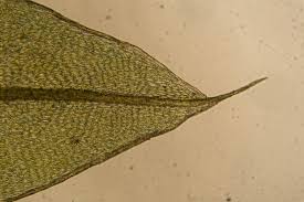 Attēlu rezultāti vaicājumam “Bryum caespiticium”