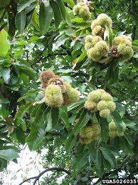 Attēlu rezultāti vaicājumam “Castanea sativa”