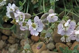 Attēlu rezultāti vaicājumam “Silene vulgaris”