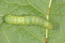 Attēlu rezultāti vaicājumam “Mniotype satura”