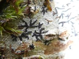 Attēlu rezultāti vaicājumam “Opegrapha atra”