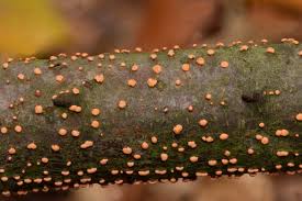 Attēlu rezultāti vaicājumam “Nectria cinnabarina”