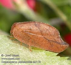 Attēlu rezultāti vaicājumam “Drepanepteryx phalaenoides”