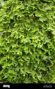 Attēlu rezultāti vaicājumam “Neckera”