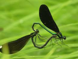 Attēlu rezultāti vaicājumam “Calopterygidae”