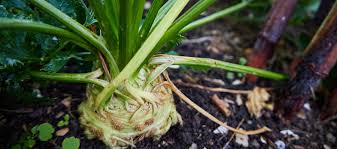 Image result for Sellerie