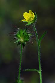 Attēlu rezultāti vaicājumam “Geum urbanum”