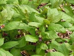 Attēlu rezultāti vaicājumam “Scopolia carniolica leaf”
