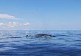 Image result for Balaenoptera omurai