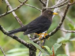 Image result for Turdus obscurus