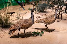 Image result for Chlamydotis macqueenii