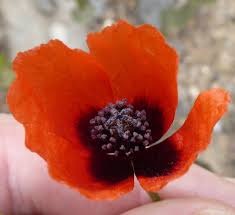 Attēlu rezultāti vaicājumam “Papaver argemone leaf”