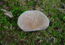 Attēlu rezultāti vaicājumam “Crepidotus applanatus”