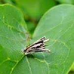 Attēlu rezultāti vaicājumam “Cystiphora sanguinea”