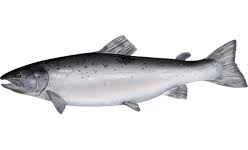 Image result for Salmo salar