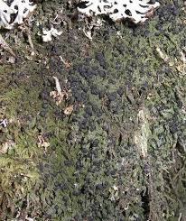 Attēlu rezultāti vaicājumam “Bilimbia tetramera”