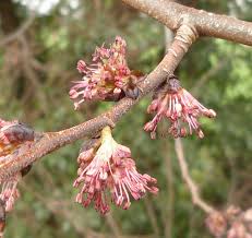 Attēlu rezultāti vaicājumam “Ulmus glabra flower”