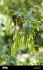 Attēlu rezultāti vaicājumam “Fraxinus pennsylvanica fruit”