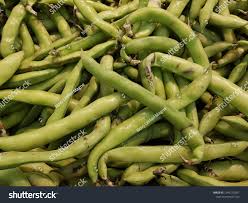 Attēlu rezultāti vaicājumam “Vicia faba”