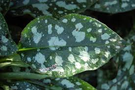 Attēlu rezultāti vaicājumam “Pulmonaria saccharata”