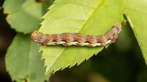 Attēlu rezultāti vaicājumam “Erannis defoliaria imago”