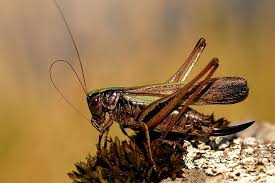 Attēlu rezultāti vaicājumam “Metrioptera brachyptera”